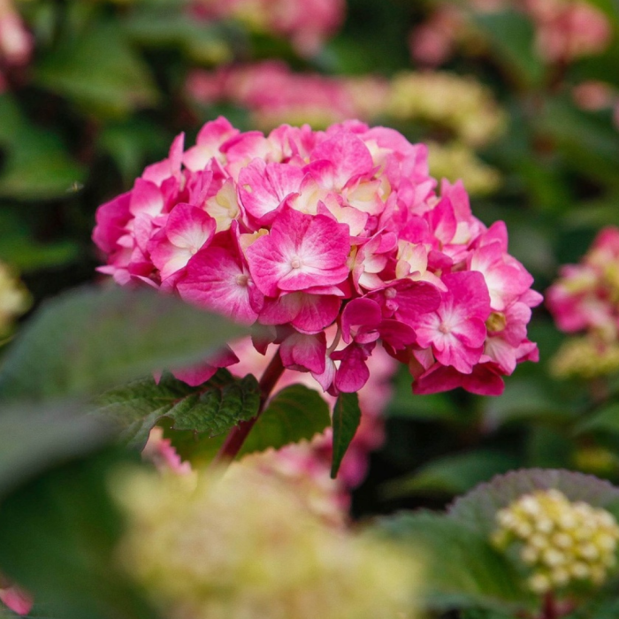 5132_042353_Hydrangea_macrophylla_Endless_Summer®_BLOOMSTAR_(3)[1].png